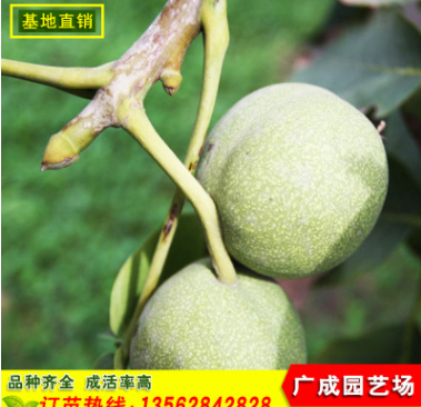 山東嫁接核桃苗抗病性強批發香玲核桃苗產量高品質好9818核桃苗