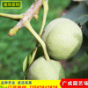 山東嫁接核桃苗抗病性強批發香玲核桃苗產量高品質好9818核桃苗