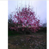 江西南昌紫玉蘭