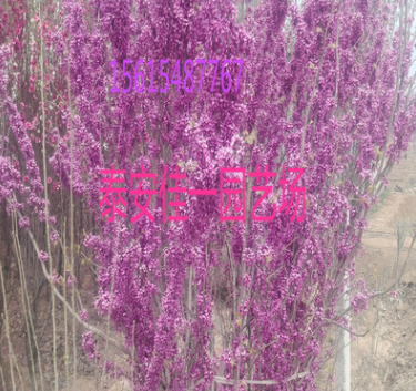 批發(fā)綠化苗 單桿紫荊 叢生紫荊 滿條紅 工程 紫荊樹苗價格