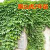 爬山虎苗 五葉地錦 爬墻高手 遮陽(yáng)降溫 2年苗 藤本植物 凈化空氣
