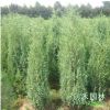 基地直銷刺柏苗綠化工程苗木批發(fā)松柏樹苗刺松小苗