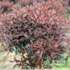 供應(yīng)綠化苗木 紅葉石楠 紅葉石楠球 獨桿紅葉石楠 規(guī)格齊全