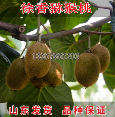 盆栽地栽獼猴桃苗 江山 徐香獼猴桃苗 綠心奇異果 樹苗批發包郵