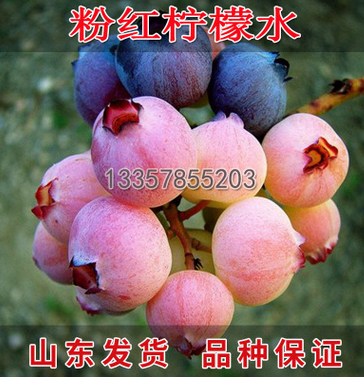 果樹苗包郵 藍莓樹苗新品紅粉佳人粉紅檸檬水藍莓苗特價當年結果