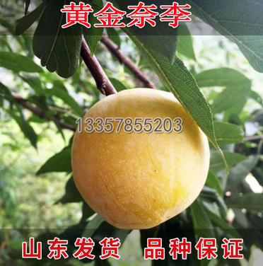 果樹苗木 嫁接李子苗 黃金奈李苗 庭院果樹苗 盆栽果樹苗當年結果