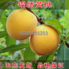 黃桃果樹苗 直銷桃樹苗 錦繡黃桃苗 新品種 香甜鮮嫩 黃桃樹苗