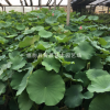 廠家批發(fā)銷售成品盆栽荷花 水生植物 價格從優(yōu)大量批發(fā)園林植物