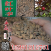 批發優質林木種子 當年新采紅葉李種子 質量保證 發芽率高