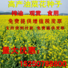 新采收油菜花種子景觀油菜花草花花海種子高產耐寒油菜花籽