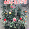 正宗嫁接品種月季、大花月季、 陽(yáng)臺(tái)辦公盆栽花苗、大型種植基地
