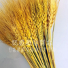 麥子 麥穗 干花 大麥稻谷 天然植物 干花花束 批發(fā)量大優(yōu)惠 包郵