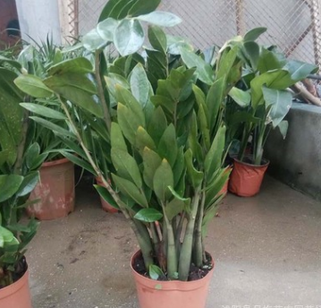 辦公室內客廳盆景植物金錢樹 綠植 盆栽植物室內觀葉金錢樹盆栽