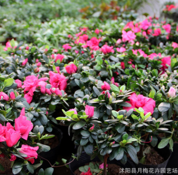 西洋杜鵑花苗 觀花植物杜鵑花苗 四季開花盆栽花卉 可盆栽觀花