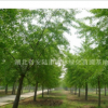 湖北孝感湖北銀杏樹