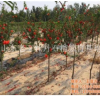 山東德州石榴樹苗價格德豐農場,馬鞍山石榴樹苗