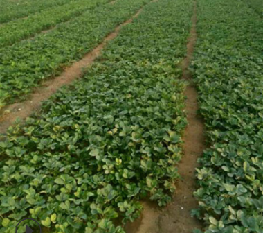 2018年章姬草莓苗報價_供應章姬脫毒草莓苗品種、章姬草莓苗價格