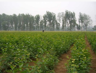 可盆栽果樹苗木果苗南方嫁接櫻桃樹苗-紅妃櫻桃苗 大櫻桃品種