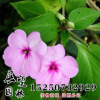 鳳仙花種子批發(fā) 中國鳳仙種子批發(fā)直銷處 實體店發(fā)貨 包發(fā)
