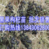 批發出售黑枸杞苗 新疆黑枸杞苗，甘肅黑枸杞苗 ，內蒙黑枸杞苗