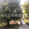 20公分湖北咸寧桂花樹(shù)，精品金桂銀桂四季桂丹桂