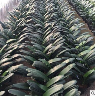 君子蘭小綠植物花卉批發 室內凈化空氣蘭花花苗微型桌面盆景植物