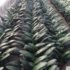 君子蘭小綠植物花卉批發 室內凈化空氣蘭花花苗微型桌面盆景植物
