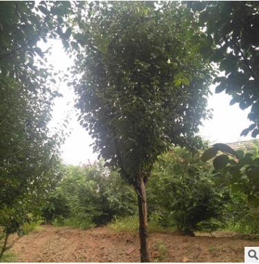 基地直銷木瓜樹 規(guī)格齊全 大量銷售 木瓜樹 大木瓜樹苗批發(fā)