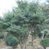 專業供應 日本紅楓 耐寒紅楓工程綠化樹 喬木樹 叢生紅楓