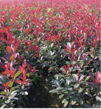 專業(yè)種植供應各種規(guī)格綠化工程紅葉石楠地被 紅葉石楠小苗