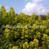 工程綠化苗木 金葉復(fù)葉槭扦插小苗工程苗 色塊綠化規(guī)格齊全