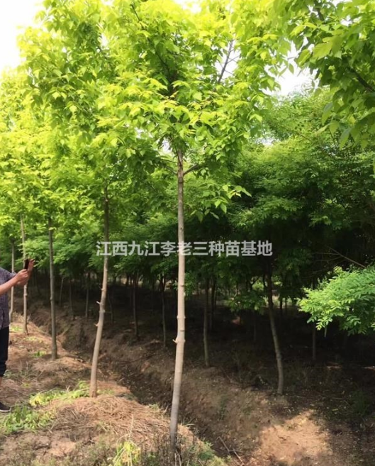 江西供應5-6公分黃金槐 如圖所示