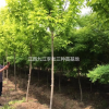 江西供應5-6公分黃金槐 如圖所示