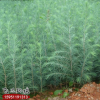 全國批發銷售雪松小苗 綠化工程用苗雪松苗量大從優