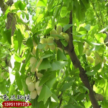 基地批發銷售銀杏樹苗 供應優質工程綠化苗木銀杏樹苗量大從優