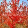 批發(fā)耐寒綠化苗木紅楓小苗 美國(guó)紅楓苗 美國(guó)紅楓樹(shù)苗 秋火焰