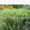 綠化苗木海棠 西府海棠苗 西湖海棠樹苗 規格齊全