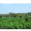 供應苗木