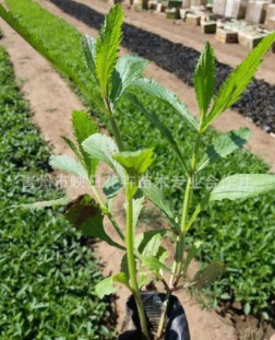 青州批發柳葉馬鞭草 陽臺庭院 盆栽柳葉馬鞭草花海景觀基地直銷