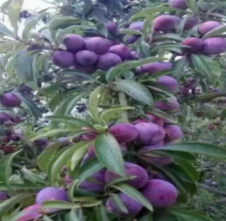 西門女神李子 西門藍(lán)蜜 西門斯坦雷 法蘭西西門李子苗基地批發(fā)