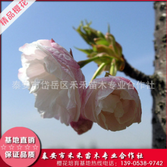 一葉櫻花苗基地大量出售櫻花樹(shù)苗可嫁接易成活造型盆景櫻花樹(shù)苗