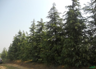 供應綠化苗木雪松 基地現挖現賣供應規格齊全易成活雪松價格低￥