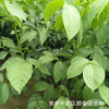 核桃苗廠家大量批發直銷優質核桃苗 清香核桃苗全國低價直供