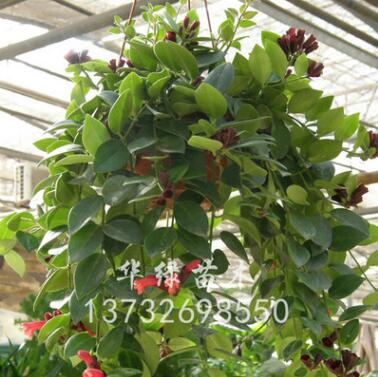 低價批發室內觀花綠化植物 口紅吊蘭 常年開花常綠植物