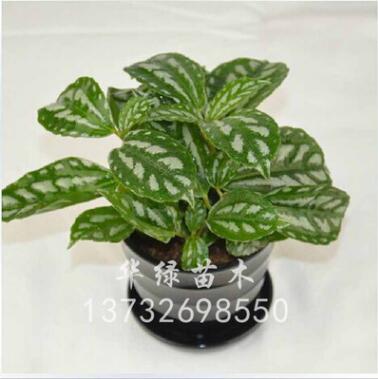 低價批發 盆栽辦公室觀葉植物 花葉冷水花盆栽