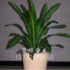 供應室內綠化植物 巴西鐵盆栽 凈化空氣 辦公室綠化植物
