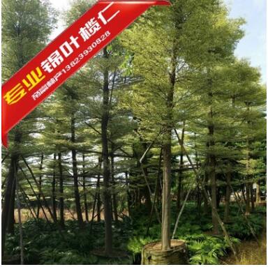 大規(guī)格錦葉欖仁袋苗
