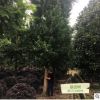 銀杏樹 溫江三義園藝場 種植批發(fā) 綠化喬木