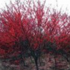 供應濟寧紅葉碧桃