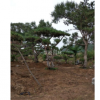 山東萊蕪造型油松，黑松供應造型松